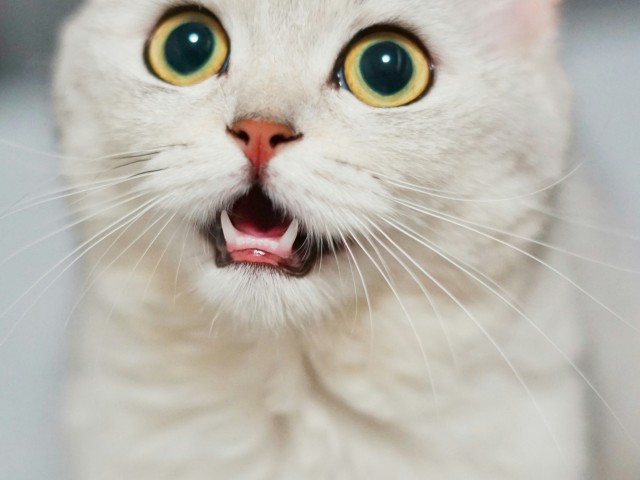 Wpływ kotów na ludzi